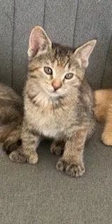 A baby medium-sized female Extra-Toes Cat / Hemingway Polydactyl cat named Mittens for adoption in Irving, TX