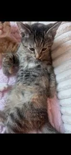 Mittens thumbnail 2