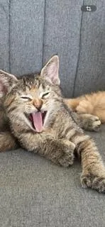 Mittens thumbnail 3