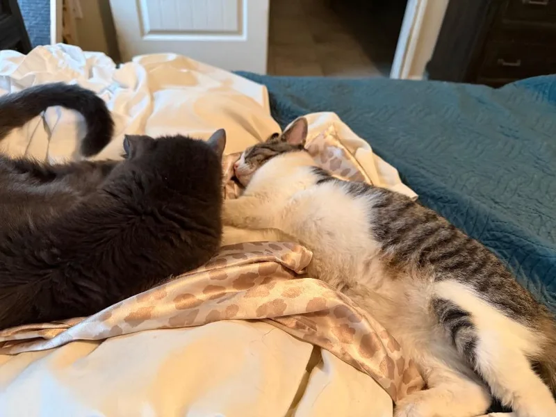 Singleton thumbnail 3