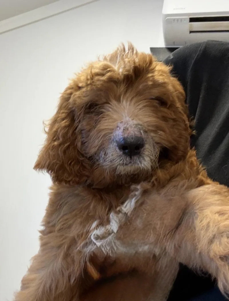A baby medium-sized male Golden Retriever dog named Nectar for adoption in Havertown, PA
