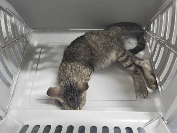 A baby small-sized male Domestic Short Hair cat named Sx Suite Busby for adoption in Lawrenceville, GA