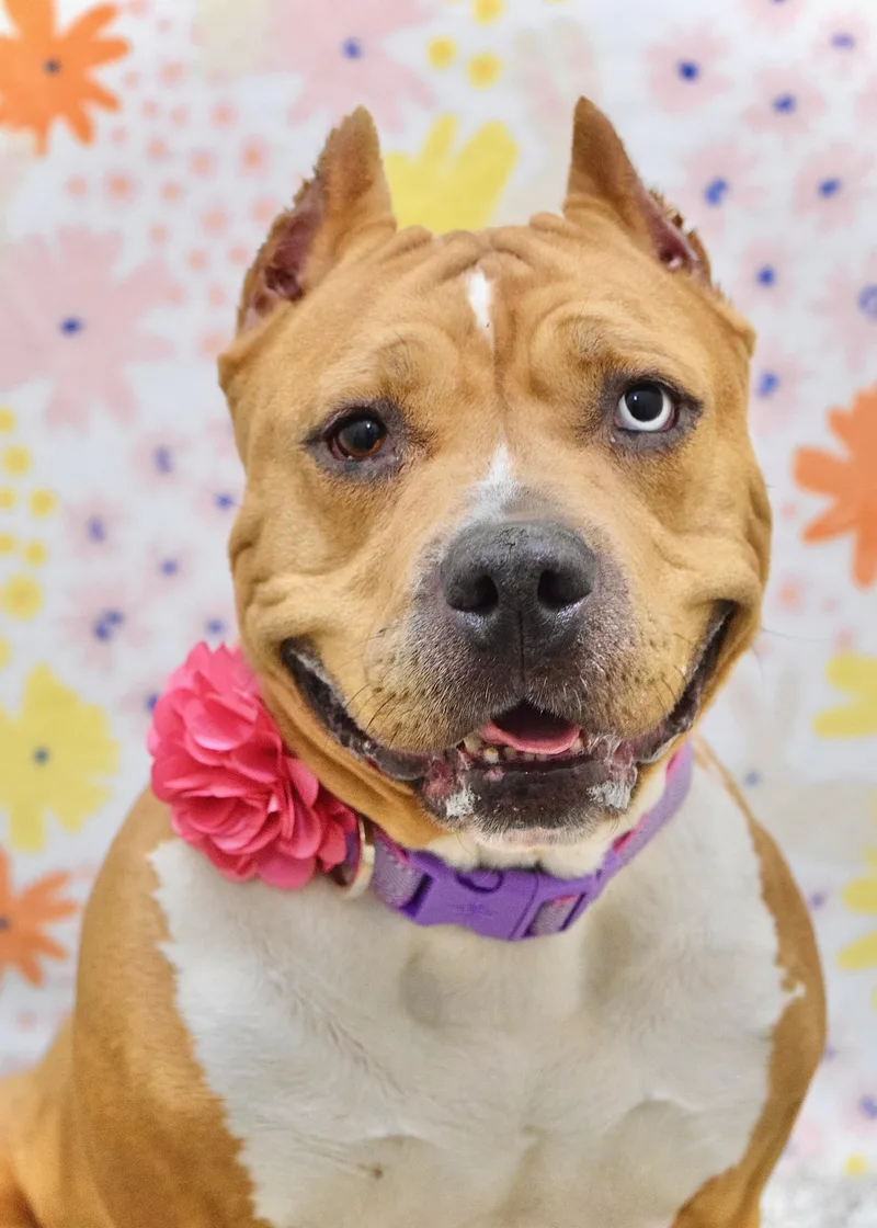 An adult large-sized female Merle (Red) Pit Bull Terrier dog named Storm for adoption in Dublin, CA