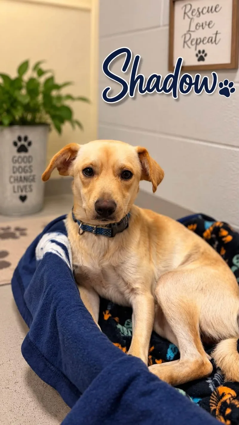 An adult small-sized male Golden Yellow Labrador Retriever dog named Shadow for adoption in Rock Hill, NY