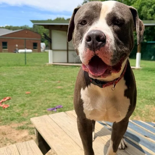 An adult large-sized male Gray / Blue / Silver American Staffordshire Terrier dog named Mercury for adoption in Saluda, VA