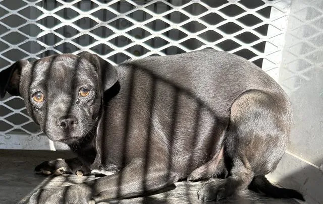 A young medium-sized female Chihuahua dog named Blair for adoption in Bakersfield, CA