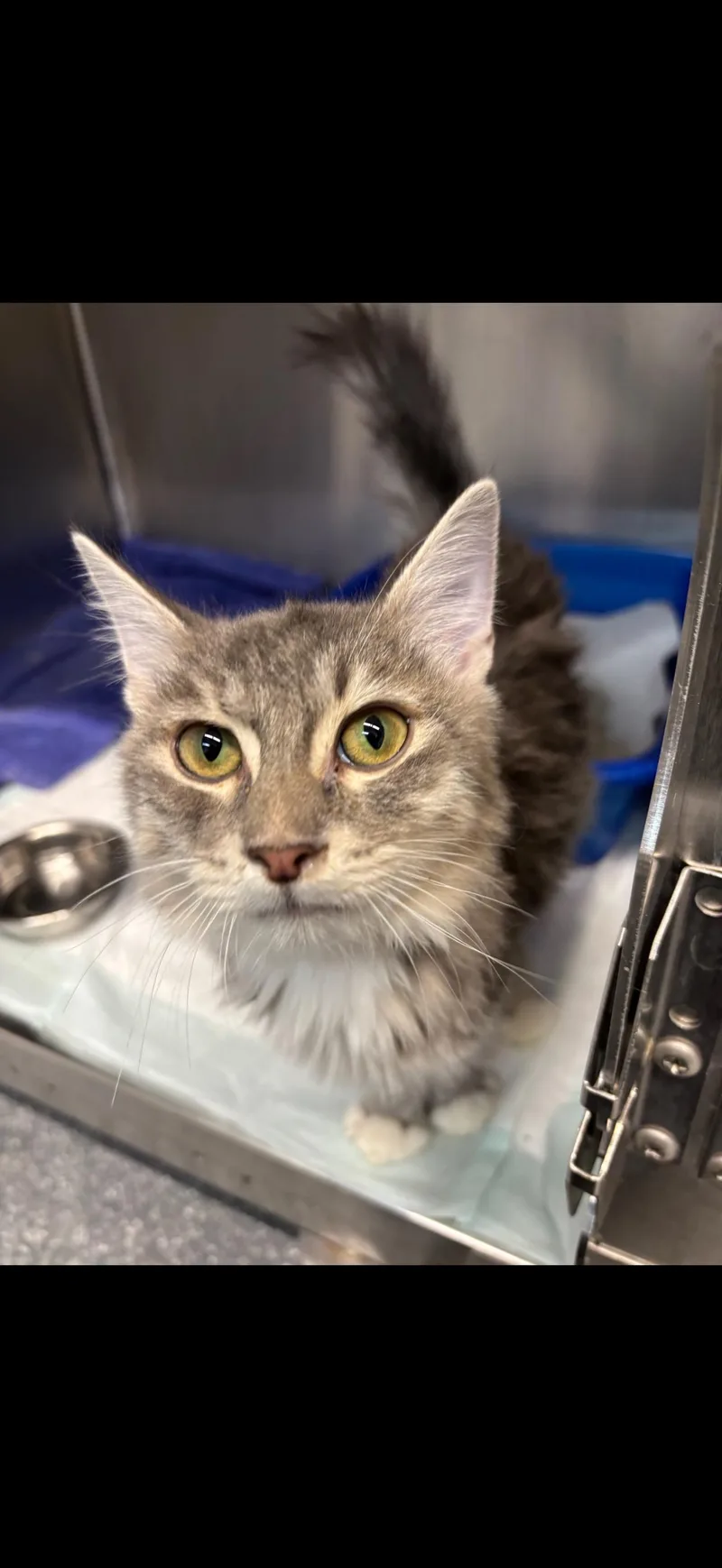 A baby medium-sized male Tabby cat named Wishmaker for adoption in Las Vegas, NV
