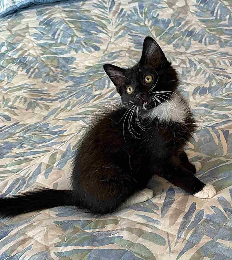 A baby small-sized male Black & White / Tuxedo Domestic Long Hair cat named Lincoln for adoption in Greensboro, NC