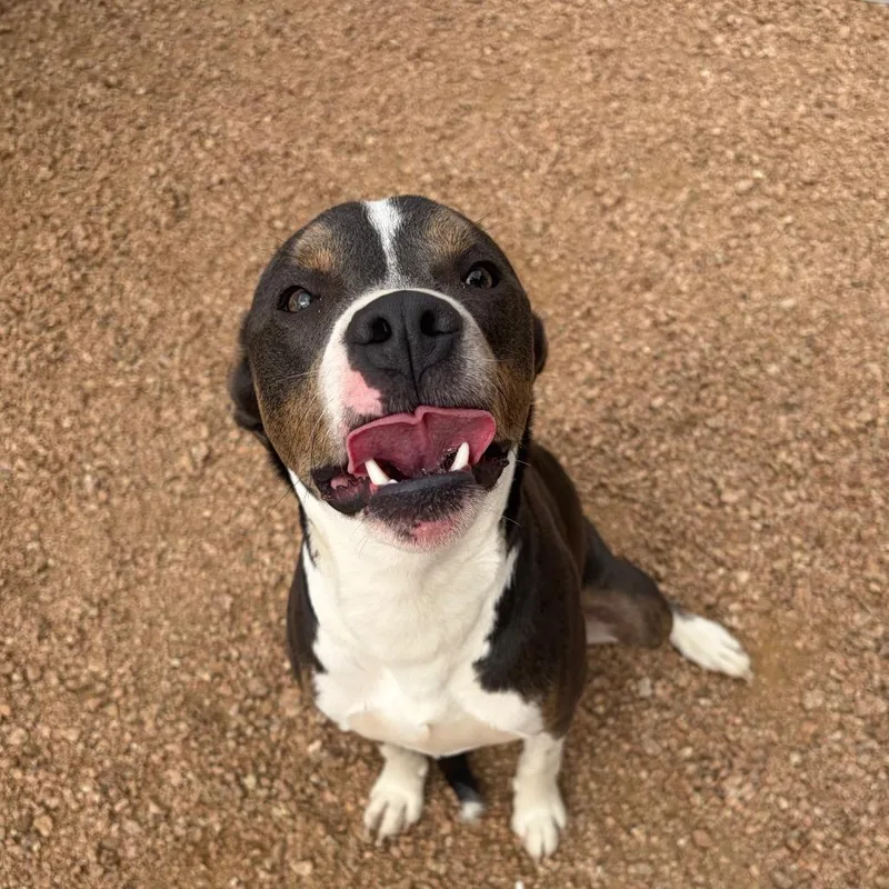 An adult medium-sized male Gray / Blue / Silver American Staffordshire Terrier dog named Buddy KCAC . for adoption in Kerrville, TX