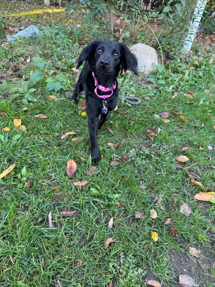 A young small-sized female Black Spaniel dog named Manchita for adoption in Elkhart , IN