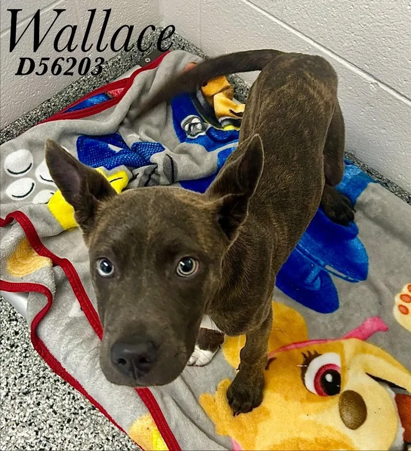A baby medium-sized male Mixed Breed dog named Wallace for adoption in Clarksville, TN
