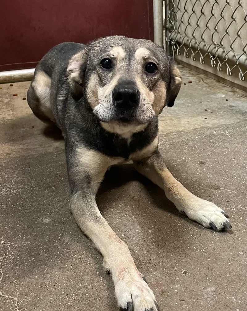An adult medium-sized male Tricolor (Brown, Black, & White) Shepherd dog named Wiley Hold for adoption in Canton, OH