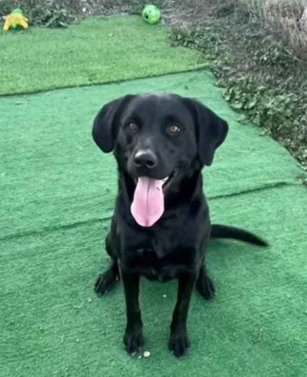 An adult large-sized female Black Labrador Retriever dog named Koda for adoption in Billings, MT