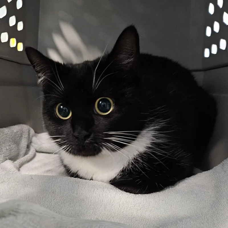 A young medium-sized female Black Domestic Short Hair cat named Reese's for adoption in Greensboro, NC