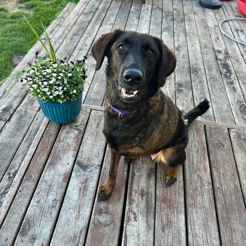 An adult large-sized female Brindle Mixed Breed dog named Cordelia for adoption in Tomah, WI