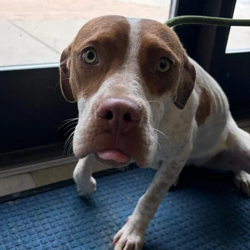 An adult medium-sized female Yellow / Tan / Blond / Fawn Mixed Breed dog named Sinker for adoption in Red House, WV
