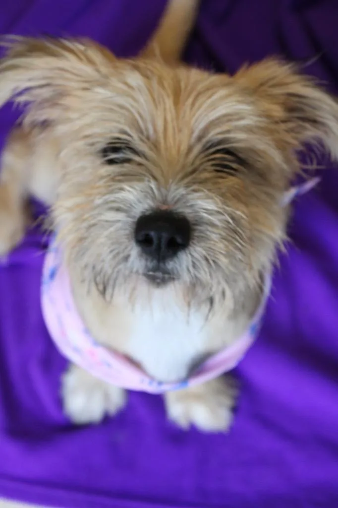 A baby medium-sized female Terrier dog named Dolly for adoption in Morgantown, KY
