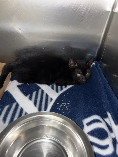 A baby small-sized male Domestic Short Hair cat named Smeagol for adoption in Pasadena, TX