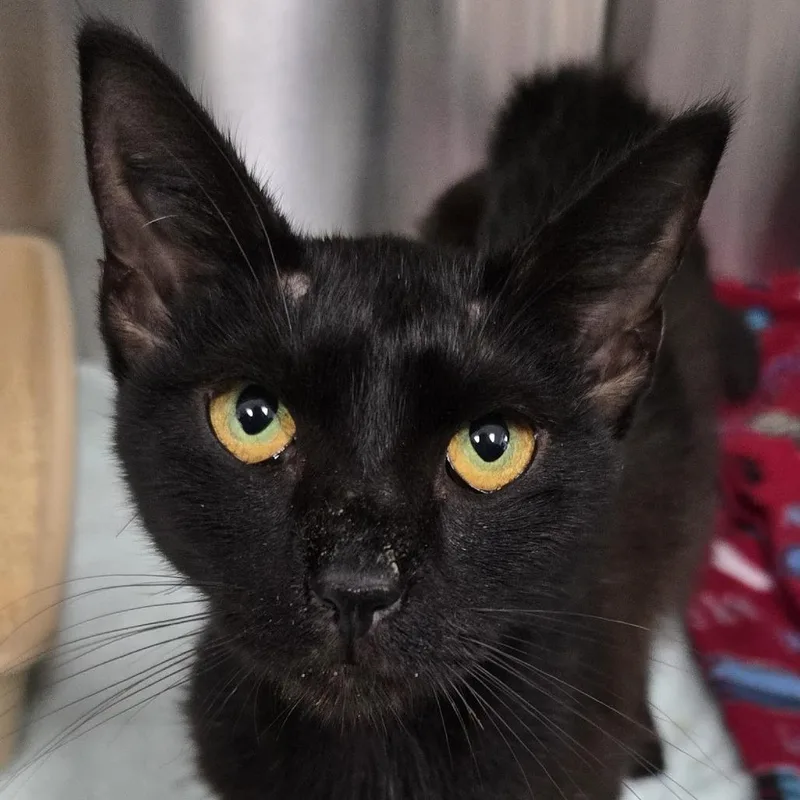 A young medium-sized female Black Domestic Short Hair cat named Regina for adoption in Jupiter, FL
