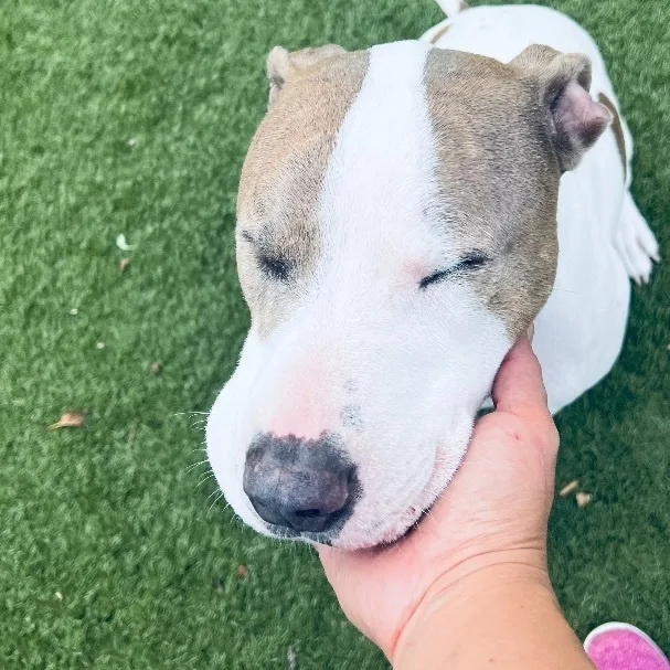 Loki! Sweetest Companion! thumbnail 2