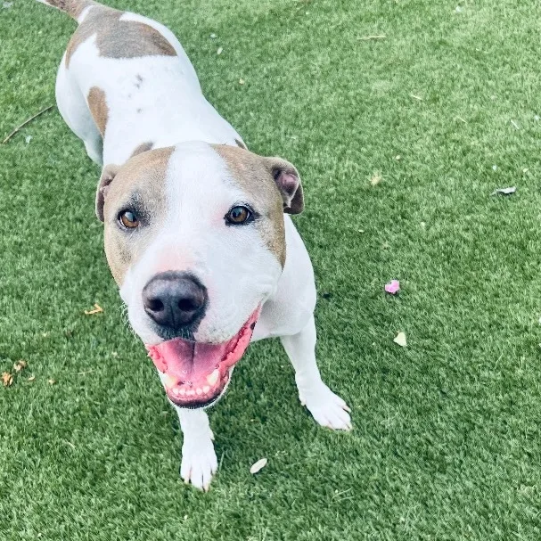 Loki! Sweetest Companion! thumbnail 3