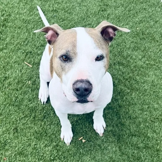 Loki! Sweetest Companion! thumbnail 4