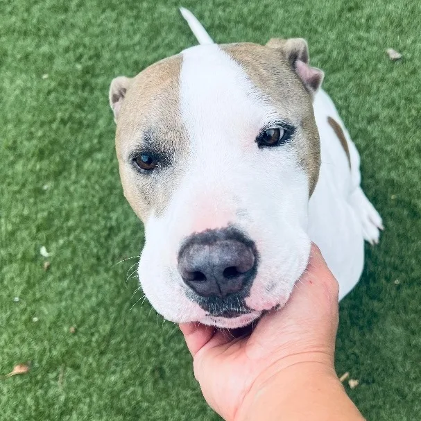 Loki! Sweetest Companion! thumbnail 5