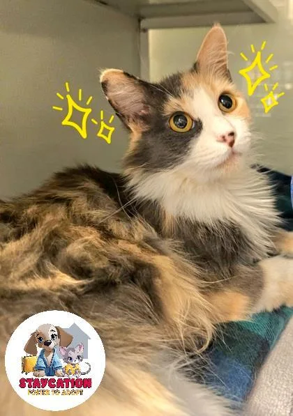 An adult small-sized female Domestic Short Hair cat named Violet for adoption in Phoenix, AZ