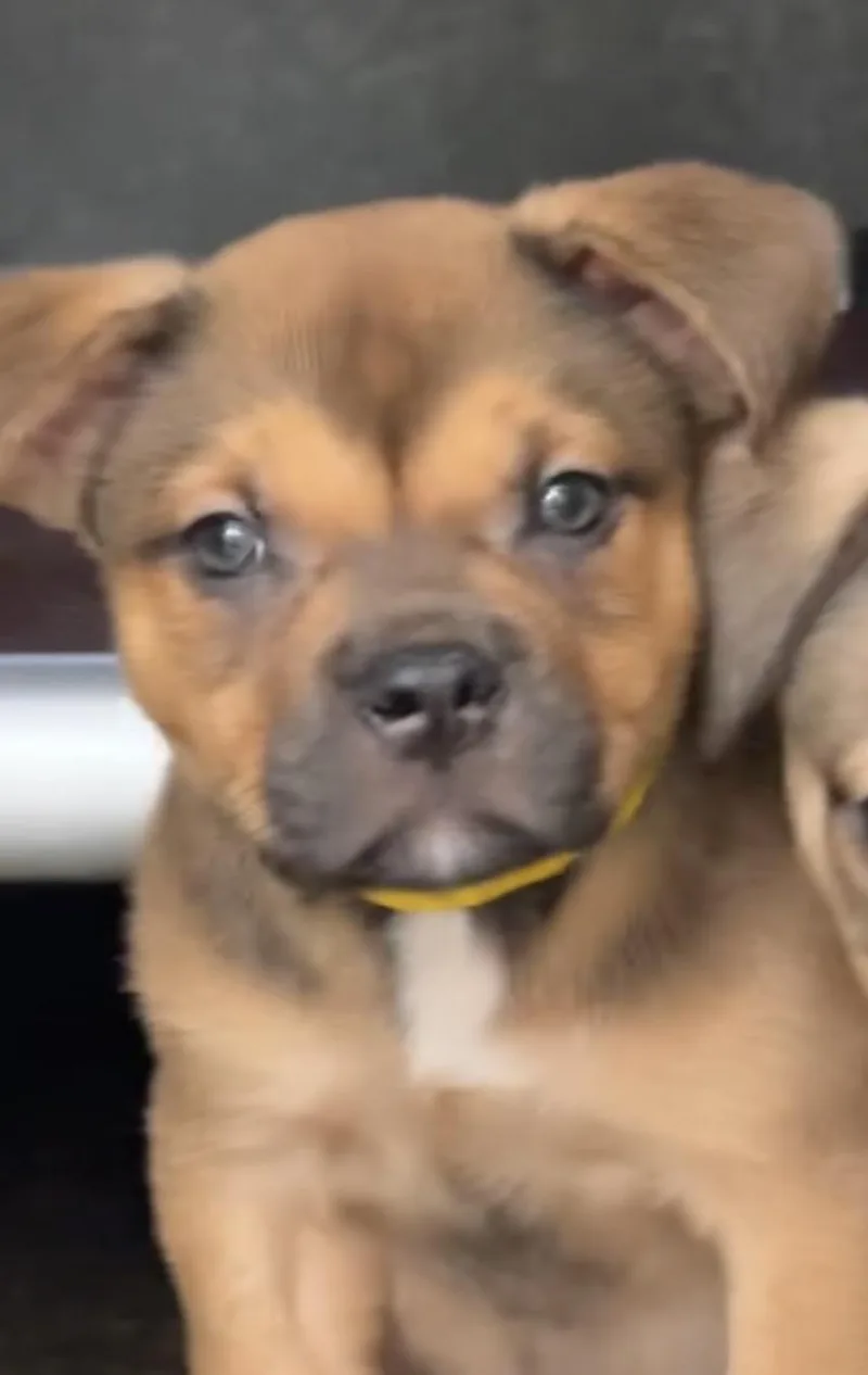 A baby medium-sized female Mixed Breed dog named Celery for adoption in Copiague, NY