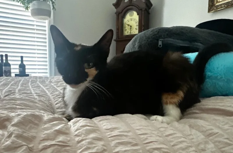 A baby large-sized female Domestic Short Hair cat named Mittens for adoption in Darien, GA
