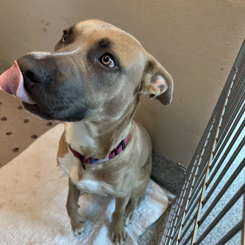 A baby large-sized male Yellow / Tan / Blond / Fawn American Bully dog named Marmaduke for adoption in Manassas, VA