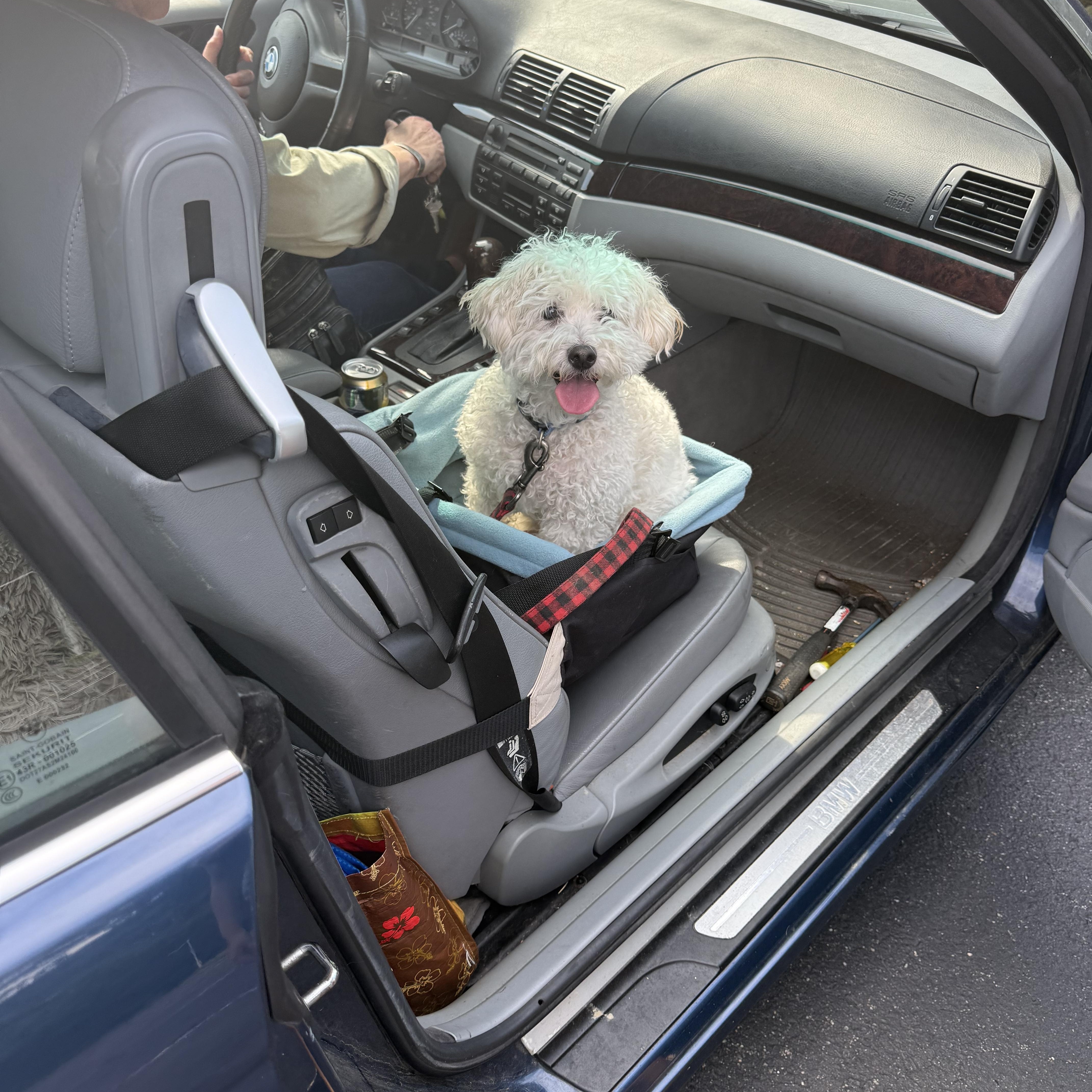 A senior small-sized male White / Cream Yorkie Poo dog named Max for adoption in East Haddam, CT