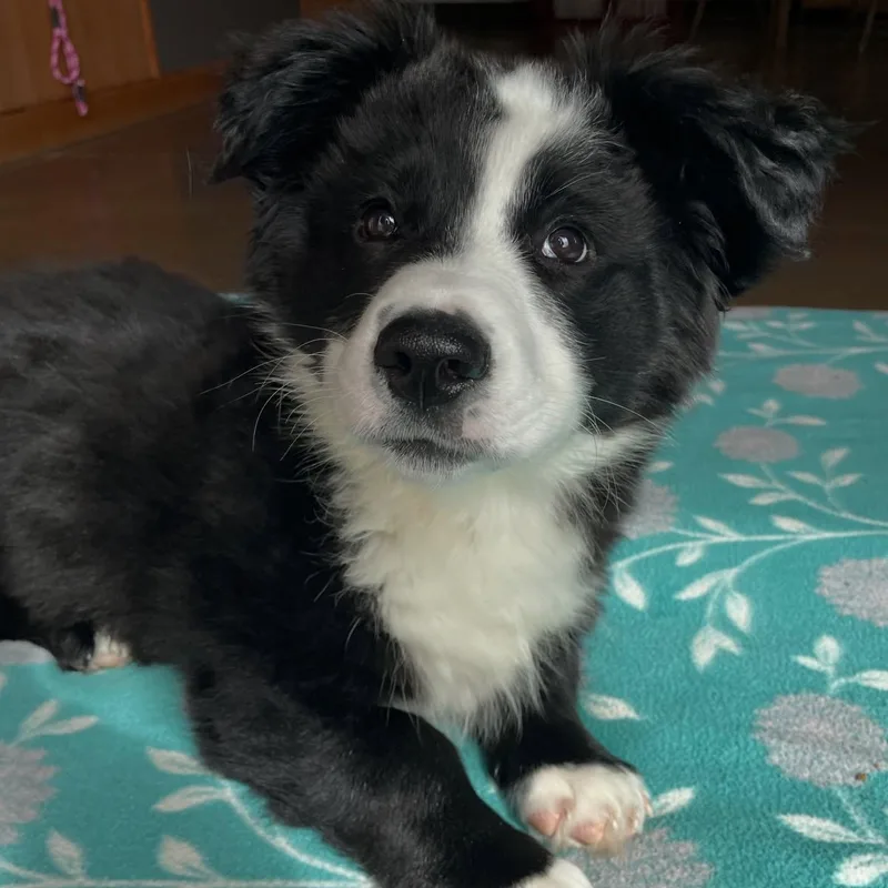 Crunchwrap thumbnail 2