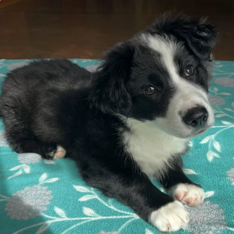 Crunchwrap thumbnail 3