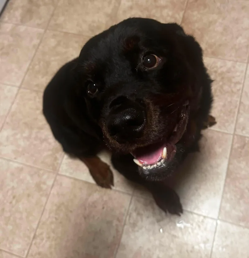 Yoda