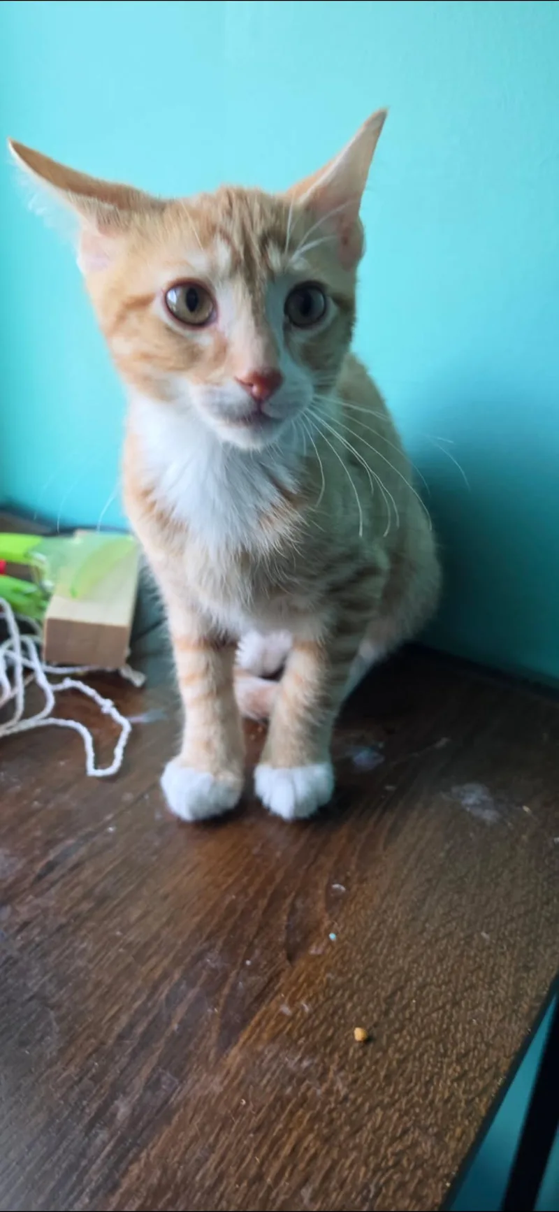 A baby small-sized male Domestic Short Hair cat named Doug for adoption in Sneads Ferry, NC