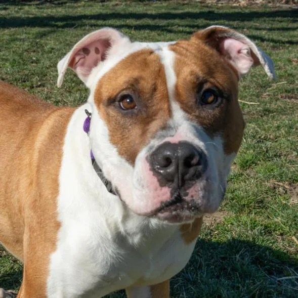 An adult medium-sized male Pit Bull Terrier dog named Spud for adoption in Easton, MD