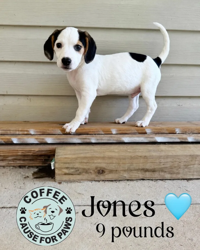 Jones thumbnail 4