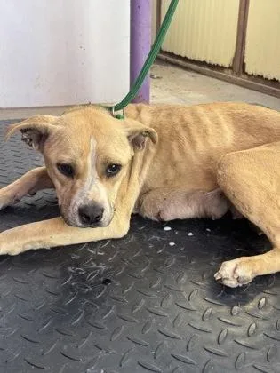 Freedomguera thumbnail 2