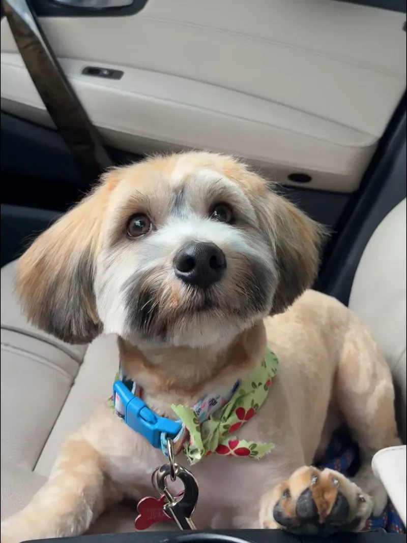Finn
