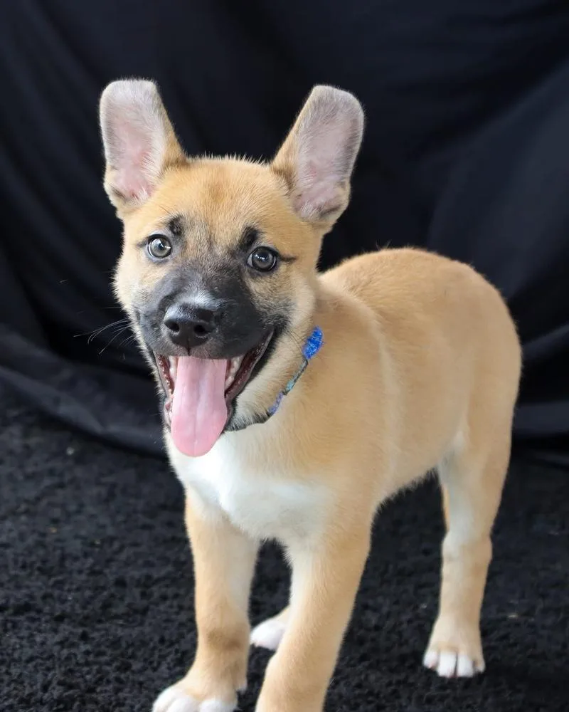 A baby medium-sized male White / Cream Shepherd dog named Carl for adoption in Windsor Locks, CT