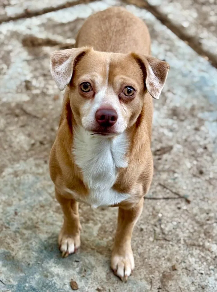 A young small-sized male Chihuahua dog named Alan for adoption in Thompson Falls, MT