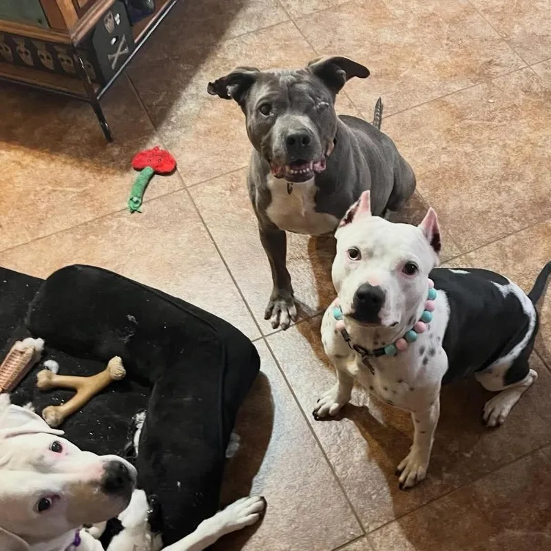 French Toast thumbnail 2