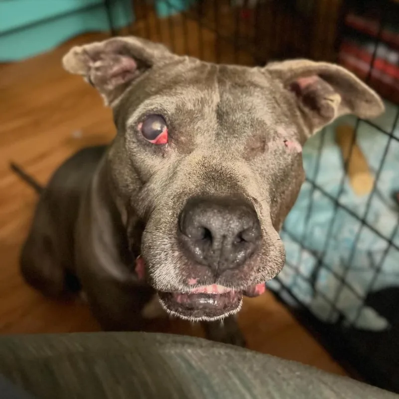 French Toast thumbnail 3