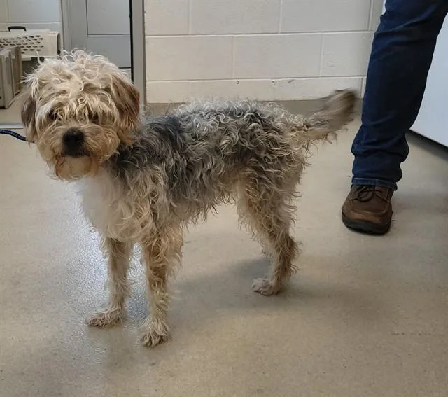 An adult small-sized male Yorkshire Terrier dog named Nip for adoption in Haw River, NC