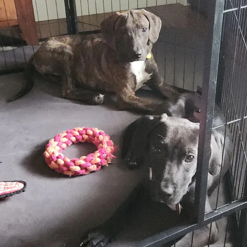 A baby medium-sized female Mountain Cur dog named Rosalyn for adoption in Normal, IL