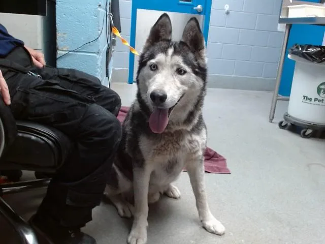 An adult large-sized male Husky dog named Rascal for adoption in Albuquerque, NM