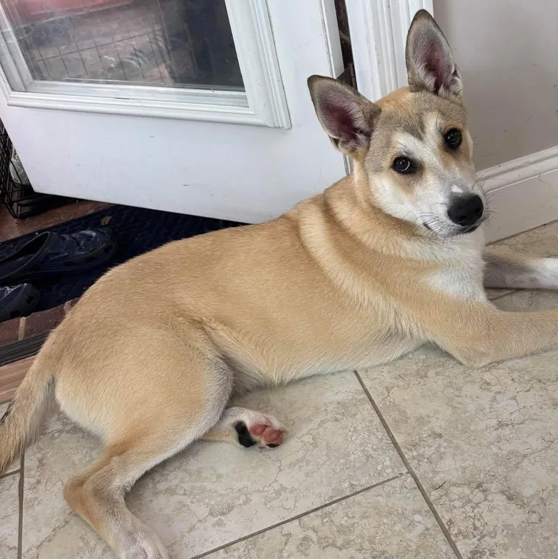 A young medium-sized male Shepherd dog named Everett for adoption in Grand Bay, AL