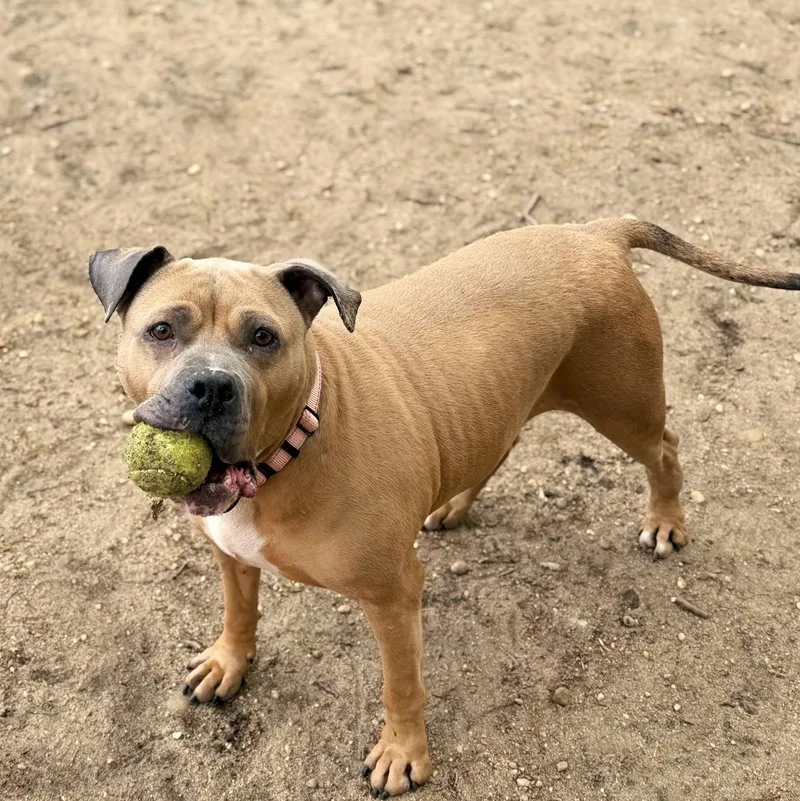 A senior medium-sized female Mixed Breed dog named Princess for adoption in Brookhaven, NY