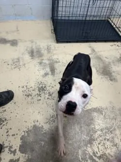 A young medium-sized female Pit Bull Terrier dog named Blythe for adoption in West Memphis, AR